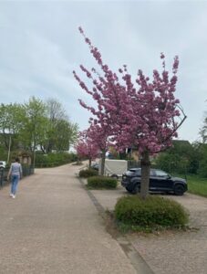 Kirschblüten in Gelsdorf